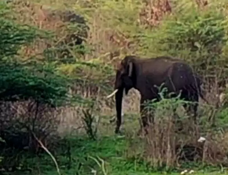 Wild Elephants Cause Panic in Chittoor Town, Highlighting Human-Animal Conflict
