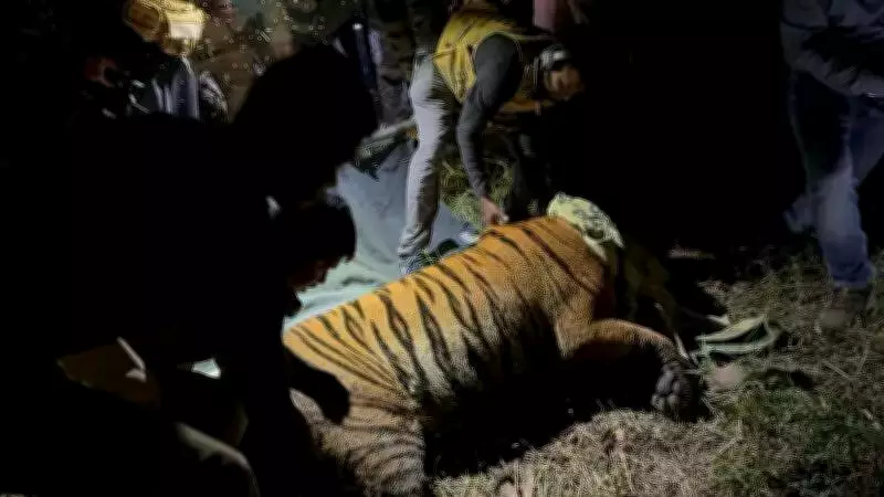 Wild Tiger Captured Near Rajahmundry Shifted to Vizag Rescue Center