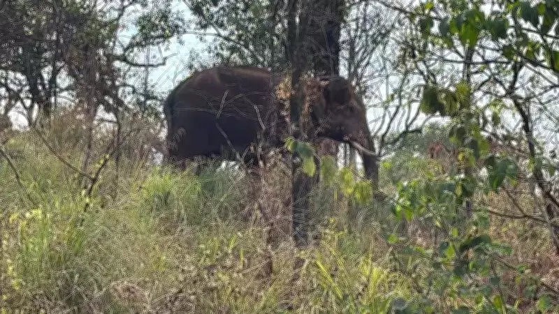 Wild Tusker Spotted Near Idukki Collectorate, Commuters Concerned