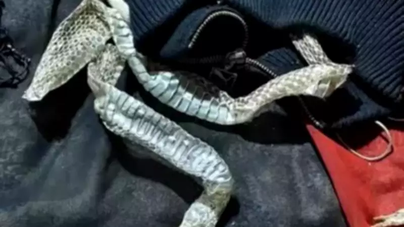 Woman Stages Mysterious Disappearance with Snake Skin, Police Reveal Elopement Plot