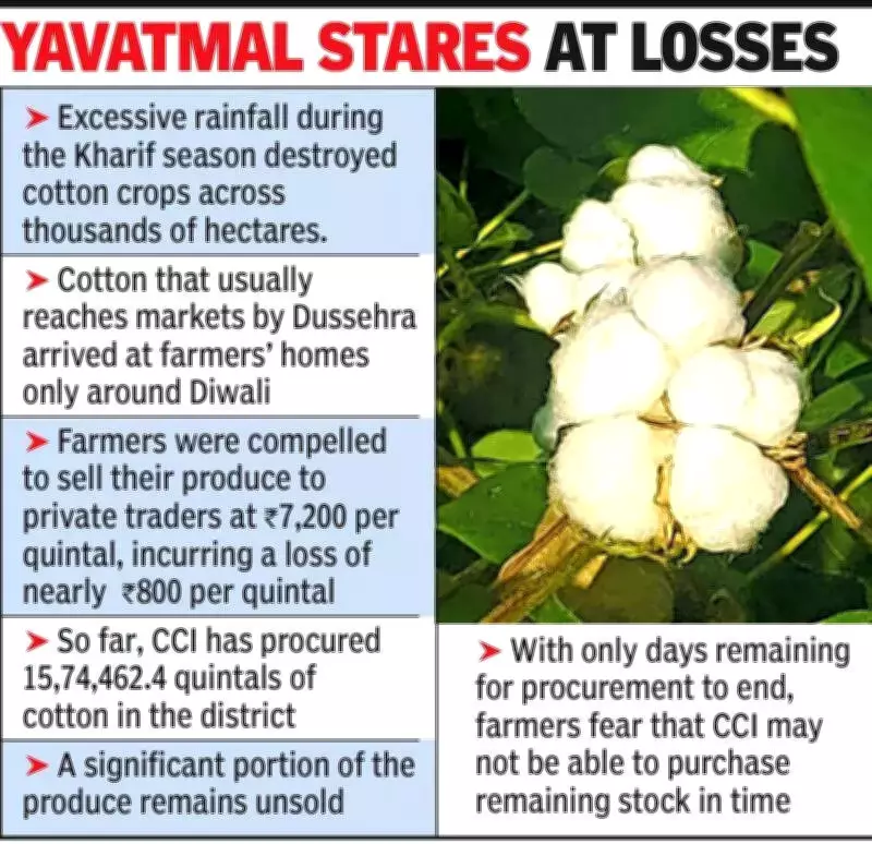 Yavatmal Cotton Crisis: 25% Stock Unsold, Price Crash Fears Mount as CCI Deadline Nears