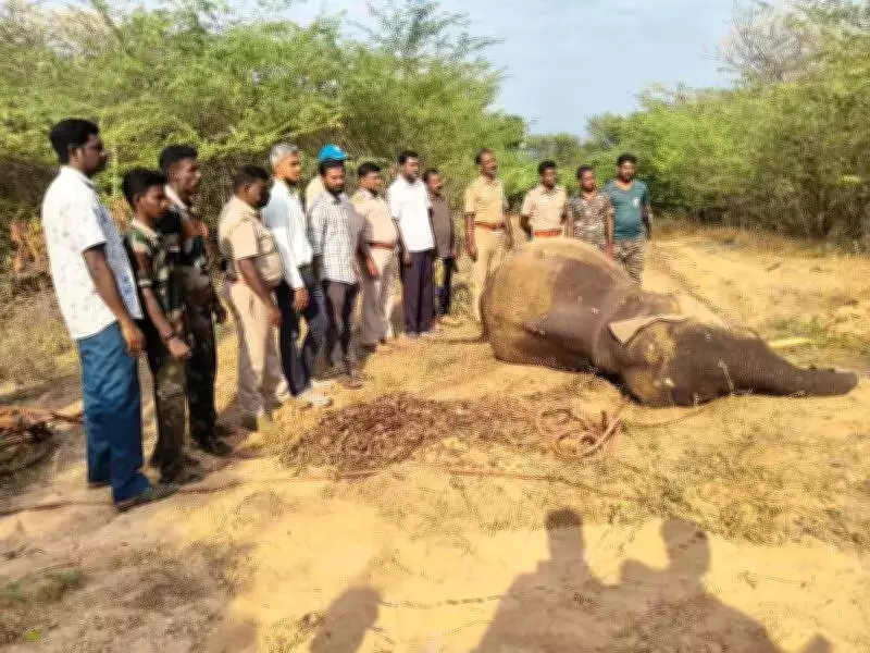 Young Elephant Dies After Tragic Fall into Canal in Anamalai Tiger Reserve