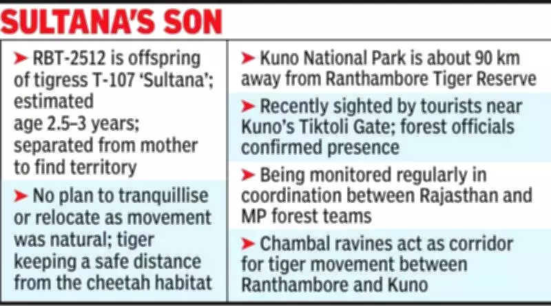 Young Tiger from Ranthambore Settles in Kuno National Park, MP