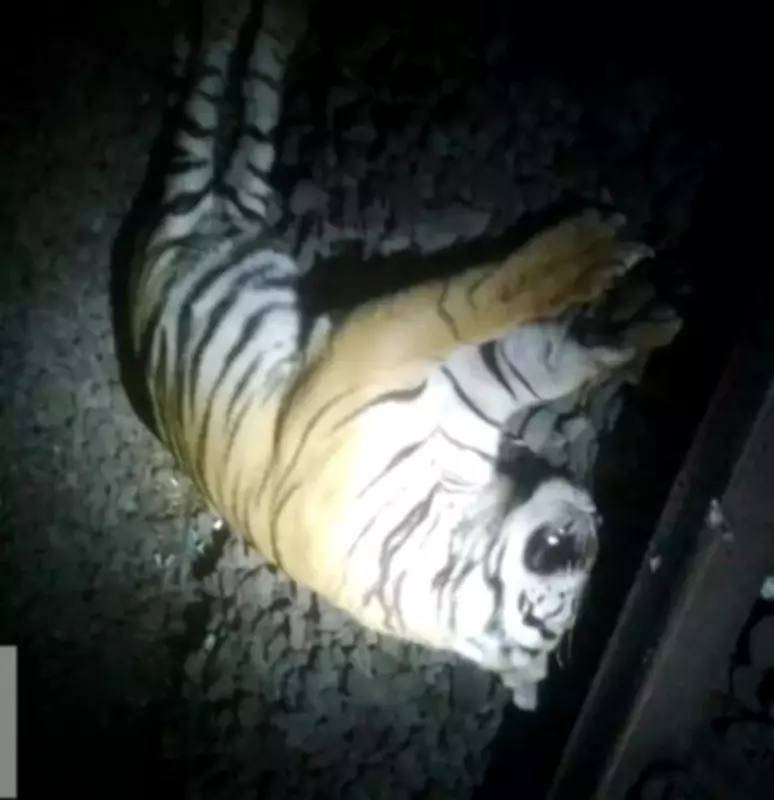 Young Tiger Killed by Train Near Nagpur, Sparks Conservation Concerns