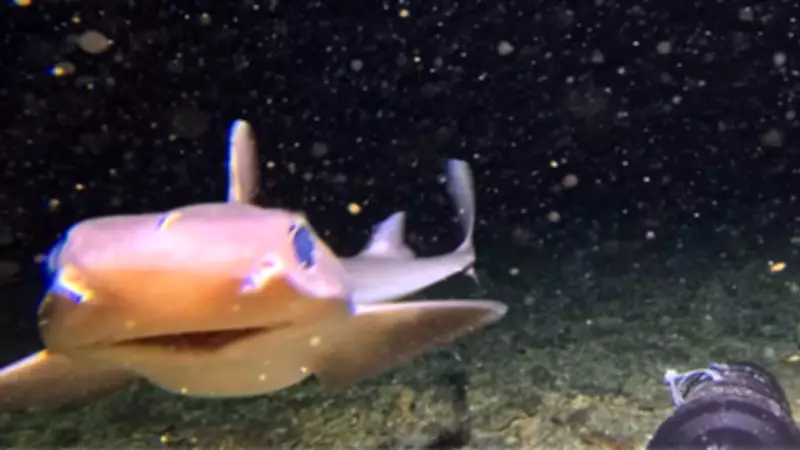 YouTuber Captures First Live Footage of Deep-Sea Creatures Near Bali