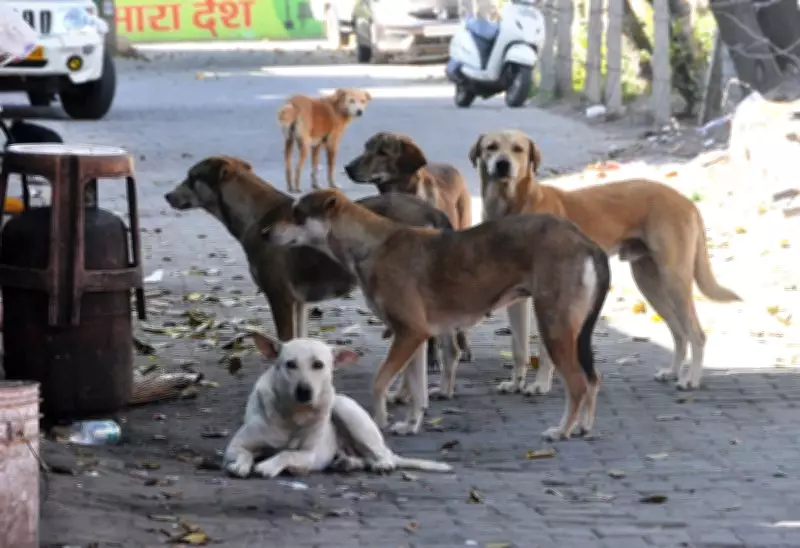 Zirakpur Launches Dog Sterilisation Drive to Control Stray Population
