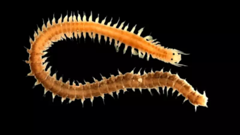 ZSI Discovers Two New Worm Species in West Bengal's Coastal Waters