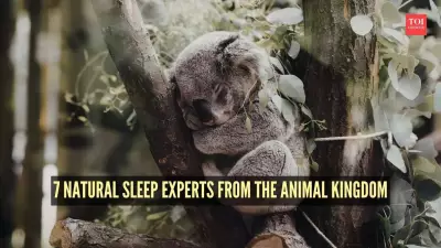 7 Natural Sleep Experts from the Animal Kingdom: Survival Strategies Revealed