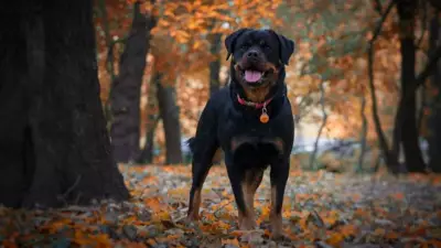 Bengaluru Mother's Rottweiler Attack Trauma: Over 100 Stitches, Fear of Showing Face to Baby