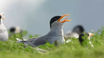 Bengaluru Techie Digitizes Century of Bird Tagging Data for Global Research