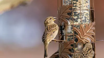 Feeding Sparrows: Vedic Astrology Reveals Karmic Debt Reduction Benefits