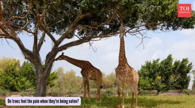 Forest Intelligence: How Trees Sense Threats and Communicate Warnings