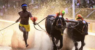 Global Photo Highlights: Cricket, Elections, and Festivals on February 8, 2026