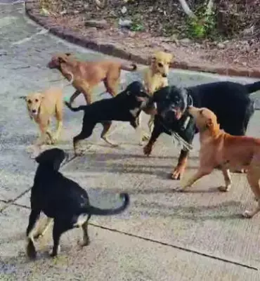 Goa Dog Breed Ban Proposal Sparks Debate: Owners Defend Rottweilers, Pitbulls