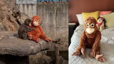 IKEA's Viral Monkey Plushie Sells Out After Punch Video, eBay Prices Soar to $129