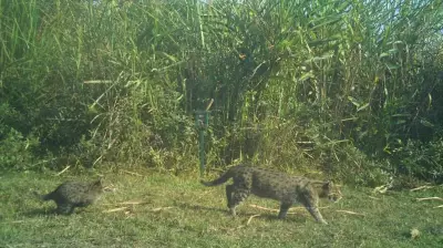 Kaziranga's First Fishing Cat Census Reveals At Least 57 Individuals