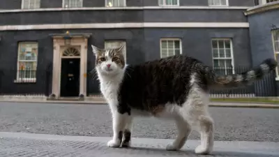 Larry the Cat Marks 15 Years as Britain's Chief Mouser, Outlasting Six Prime Ministers