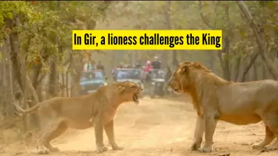 Lioness Defies Male Lion in Dramatic Gir National Park Face-Off, Video Goes Viral