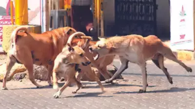 Morocco's 2030 World Cup Prep Sparks Outcry Over Stray Dog Culling