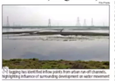 Najafgarh Jheel Ecological Crisis: Disrupted Drainage, Encroachment Threaten Wetland
