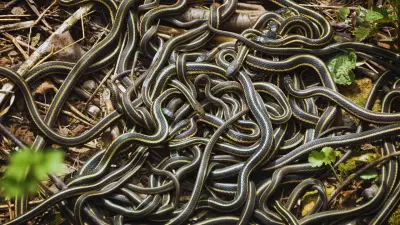 Narcisse Snake Dens: Canada's Spectacular Spring Snake Migration