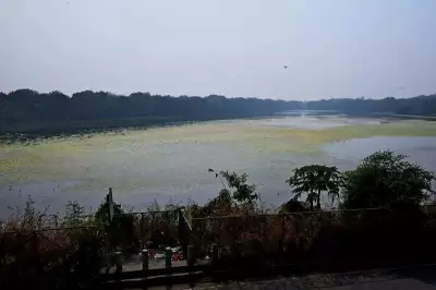 Navi Mumbai Airport Launch Sparks Ecological Concerns Over Bird Strike Risks