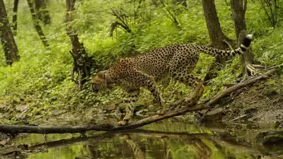 Nine Botswana Cheetahs Arrive at Kuno National Park via IAF Transport