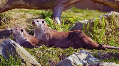 Otters Return to Delhi Zoo After 20+ Years with Historic Pup Birth