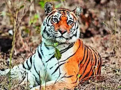 Palamu Tiger Reserve Partners with ICICI Foundation for Habitat Restoration