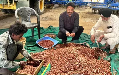 Punjab Agricultural University's Drive Achieves Record Spring Groundnut Yield in Kithala
