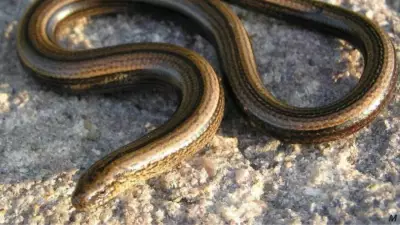 The Slow Worm: A Legless Lizard Mistaken for a Snake in European Gardens