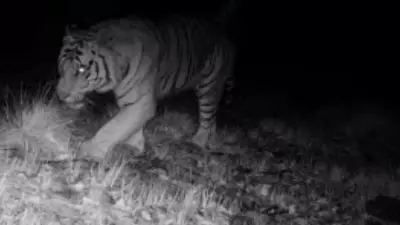 Tiger Spotted Near Hyderabad After 50 Years Sparks Fear in Yadadri District