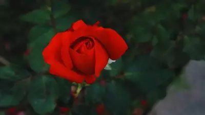 Vastu-Approved Flowering Plants for Love and Harmony in Indian Homes