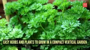 10 Best Herbs and Plants for Compact Vertical Gardens: Grow Fresh Produce in Small Spaces