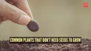 10 Common Plants That Grow Without Seeds: Nature's Asexual Propagation