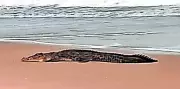 10-Ft Crocodile Captured at Puri Beach After 100-Km Swim from Bhitarkanika