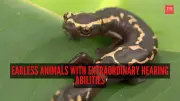 5 Earless Animals With Remarkable Hearing Abilities in Nature