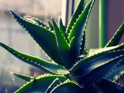 5 Lucky Succulents for Prosperity: Vastu and Feng Shui Plants for Your Home