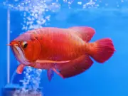 5 Vastu-Approved Fish for Your Home Aquarium to Attract Luck and Prosperity