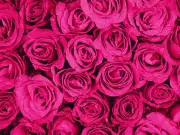 5 Vastu-Approved Flowering Plants to Grow for Luck and Prosperity