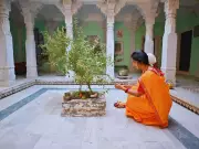 5 Vastu-Approved Plants to Attract Prosperity and Positive Energy at Home