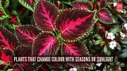 6 Plants That Transform Colors With Seasons and Sunlight