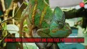 7 Animals with Extraordinary and Rare Face Patterns in Nature