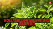 7 Sacred Plants & Flowers to Transform Your Indoor Space with Spiritual Energy