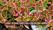 8 Shade-Tolerant Plants for a Lush Balcony Garden in Urban Homes