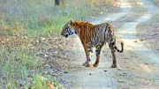 A Majestic Encounter: Tracking a Tigress in Satpura National Park