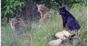 A Mother Leopard's Year-Long Journey Raising Cubs in Karnataka Reserve