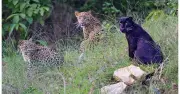 A Naturalist's Year-Long Observation of a Mother Leopard Raising Cubs in Karnataka