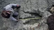 AI Breakthrough: New Method Identifies Dinosaur Footprint Origins with Precision