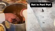 AI or Real? The Truth Behind Viral Rat in Pani Puri Video Debated